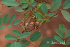 Indigofera tinctoria